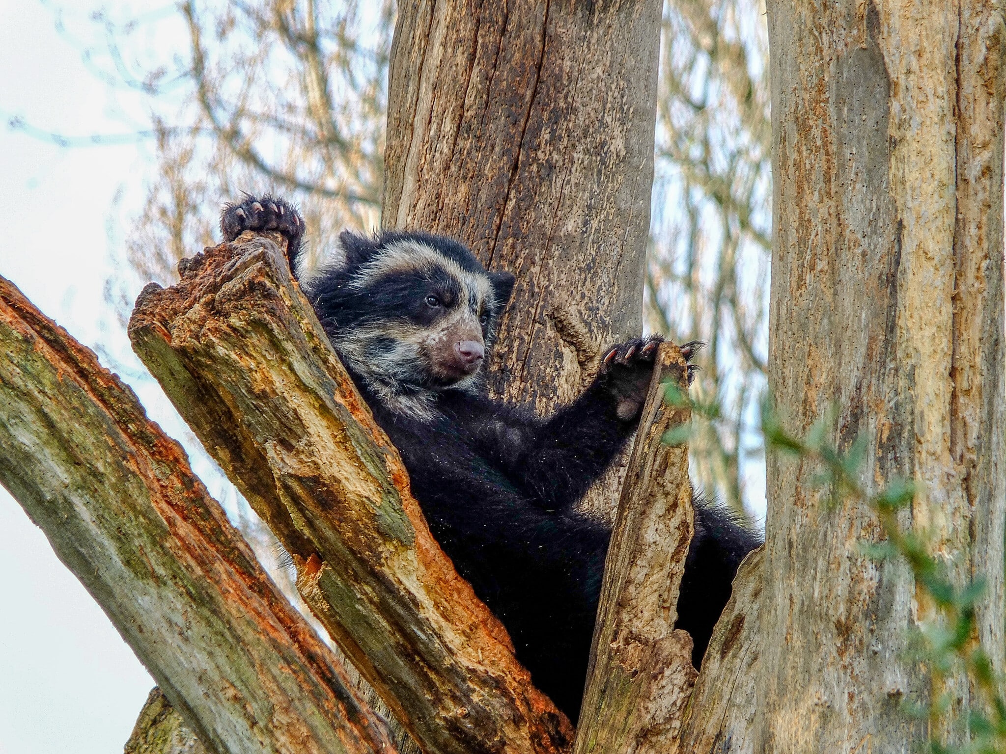 Young spectacled bear