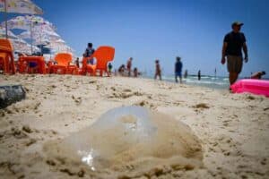 Jellyfish-on-the-beach-in-Tel-Aviv-July-4-2022.