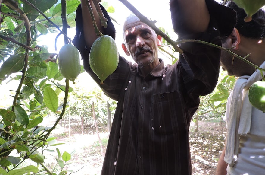 etrog marocco cedro